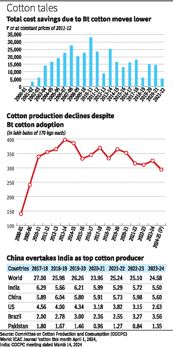 "Why cotton production is declining despite the adoption of Bt cotton"